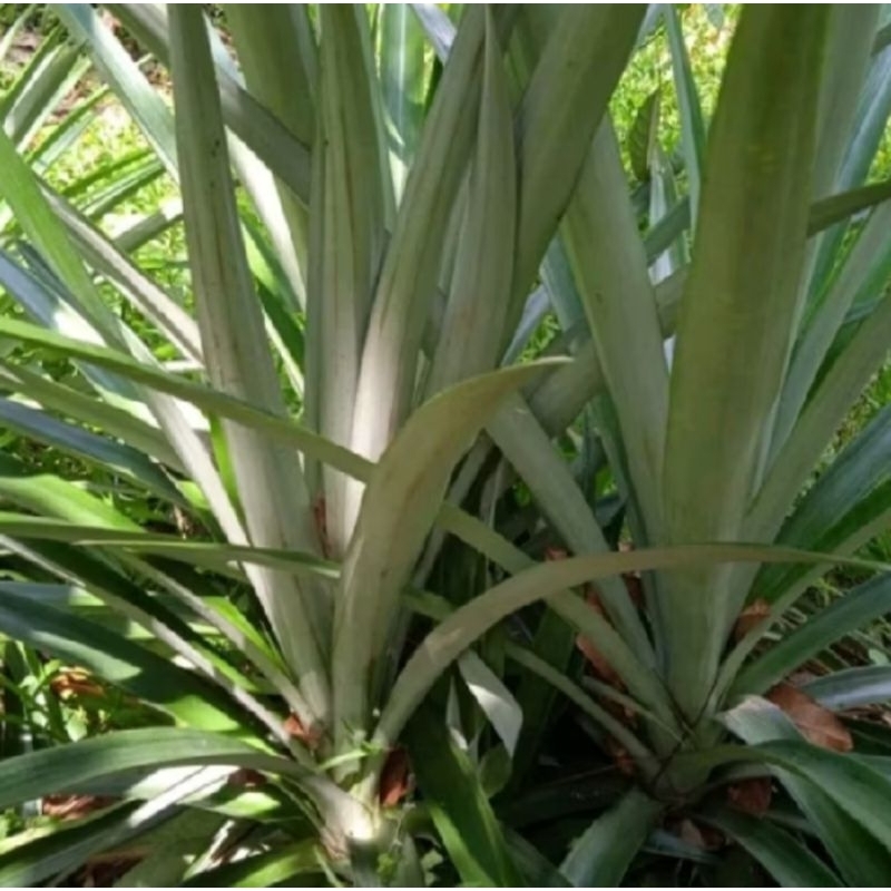

DAUN NANAS SEGAR FRESH 500GRAM