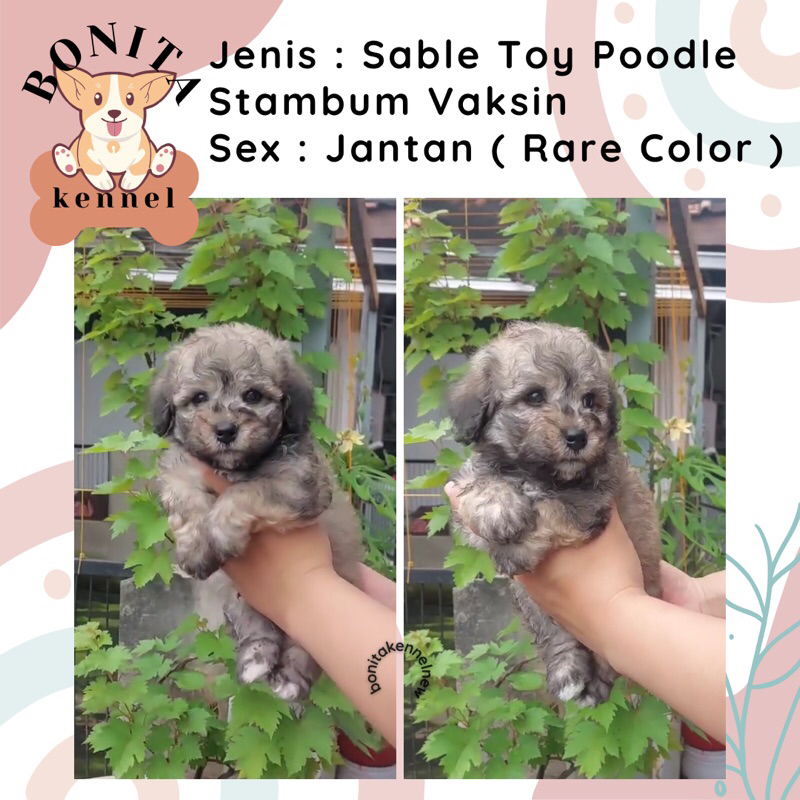 Sable Toy Tiny Tea Cup Poodle Stambum Light Fawn Toy Poodle  Red Toy Poodle Anak Anjing Poodle Janta