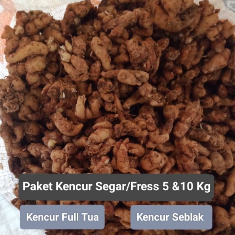 

PAKET KENCUR 5 & 10 KG /KENCUR SEGAR, KENCUR BUMBU MASAKAN DAN KENCUR BUMBU SEBLAK