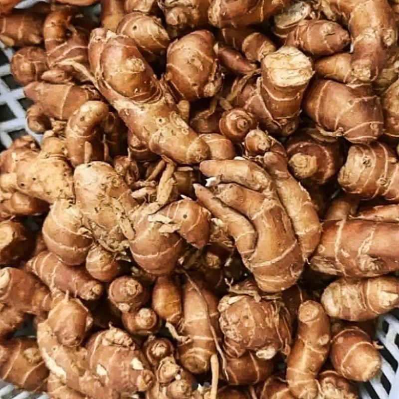 

1kg Rimpang Kencur Segar