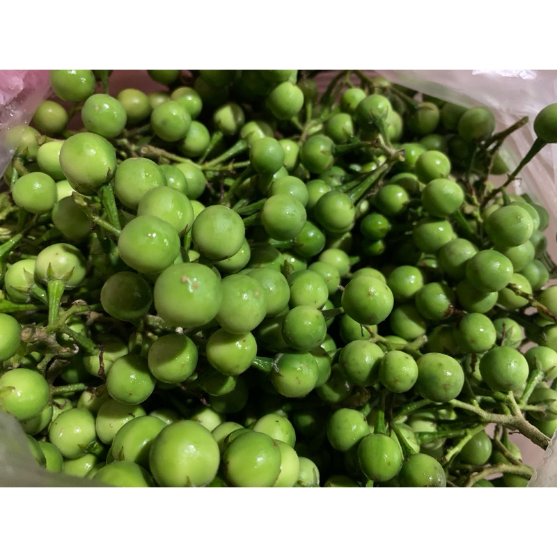 

Rimbang 100gr