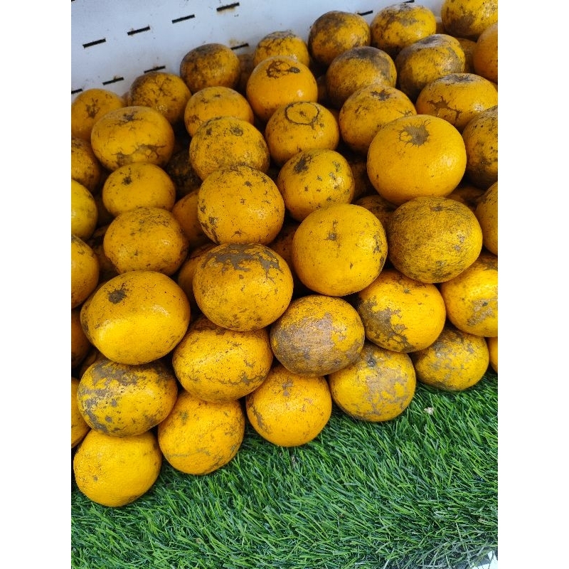 

JERUK SIAM MALANG 1 KG