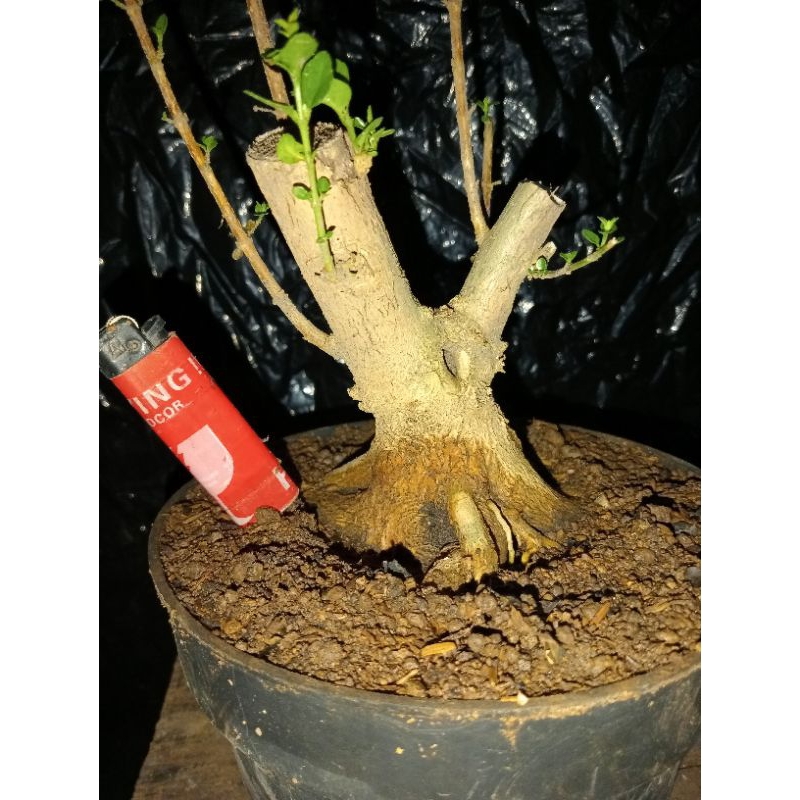 Bahan Bonsai Sancang Mame The Max Prokar Program Akar Realpict Sesuai Foto