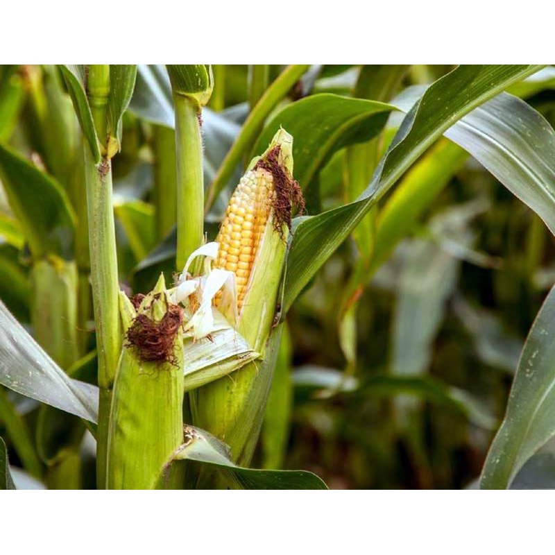 COD  500+ benih bibit jagung manis madu f1 biji jagung manis