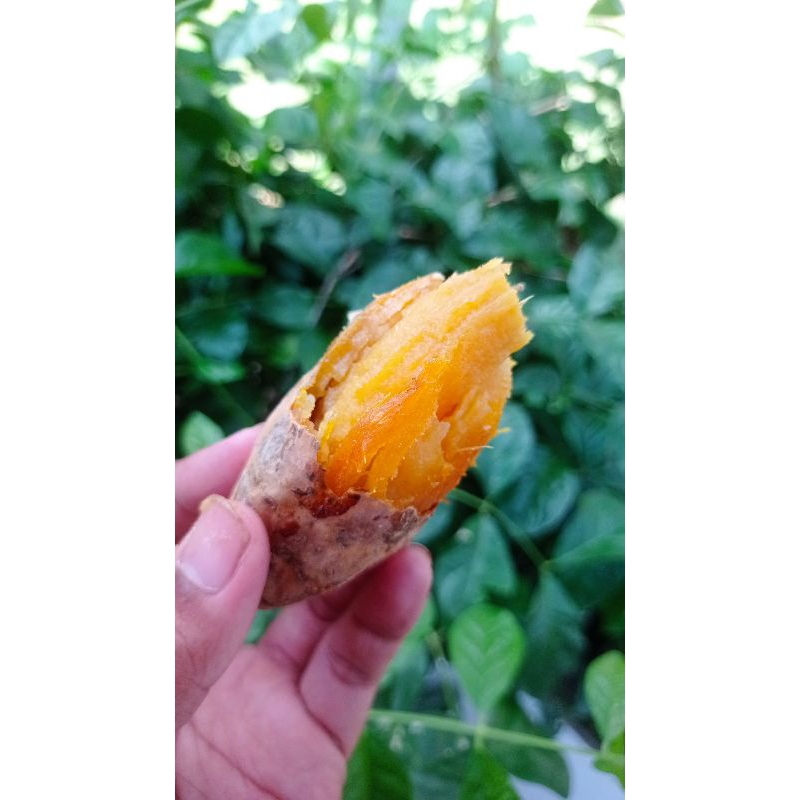 

Ubi Cilembu Mentah 1kg