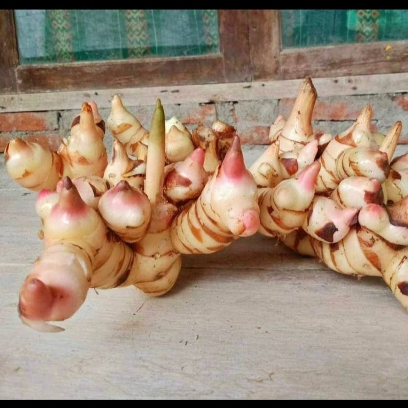 

Lengkuas segar, laos segar cici bersih 10gr