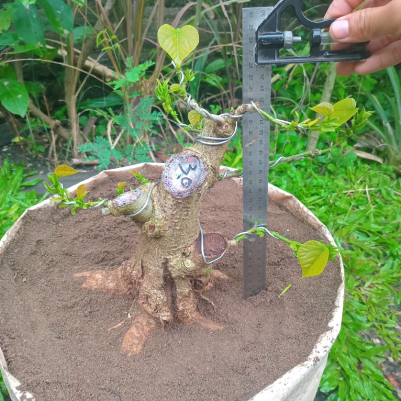 Waru India prokar bogel bahan bonsai