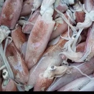 

Cumi baby berat kurleb 500g