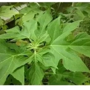 

Herbal Daun insulin obat herbal 200gr