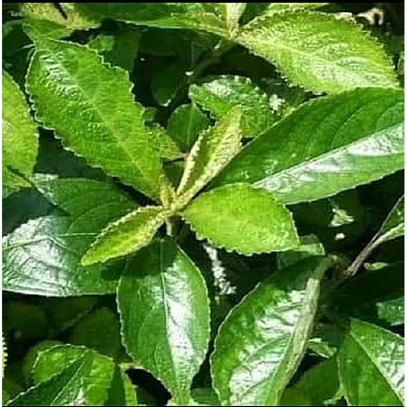 

Daun Keji Beling Segar 1kg