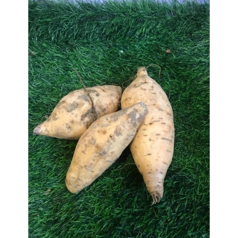 

ubi madu cilembu 1kg