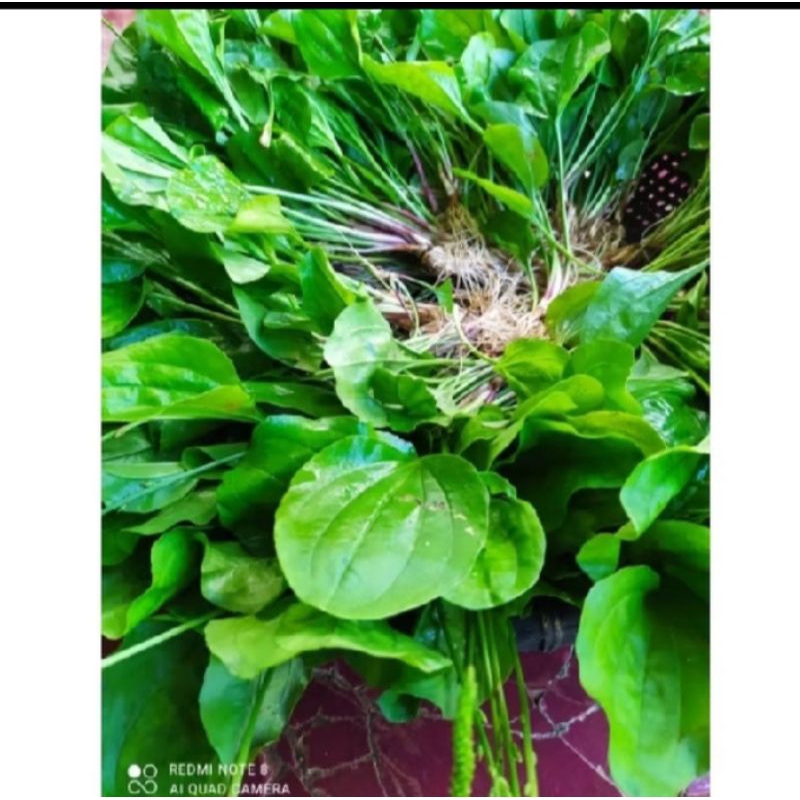 

daun sambung urat/daun sendok 500gr