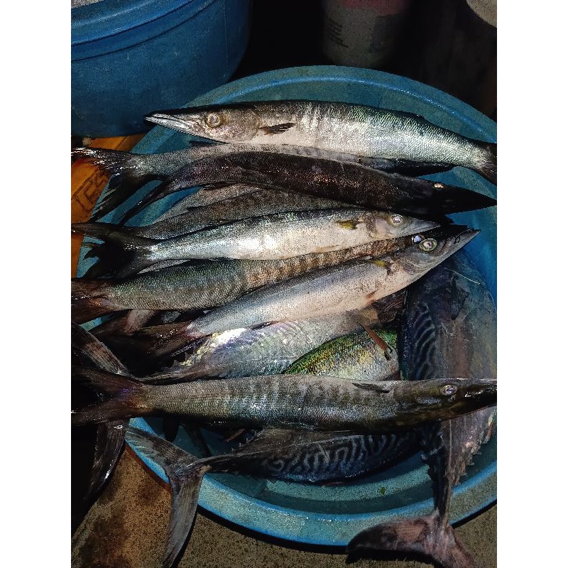 

Barakuda prozen segar