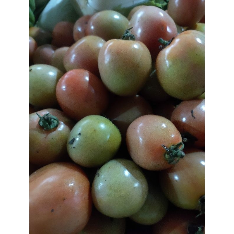 

tomat buah kemasan 500 gram
