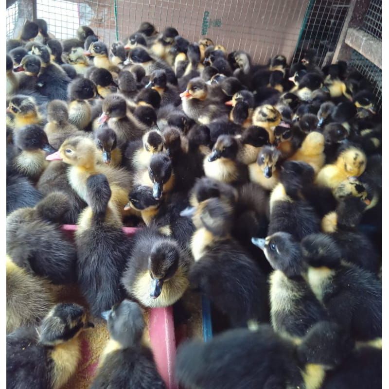 DOD BEBEK HIBRIDA PEDAGING UNGGUL BELI 13 GRATIS 1