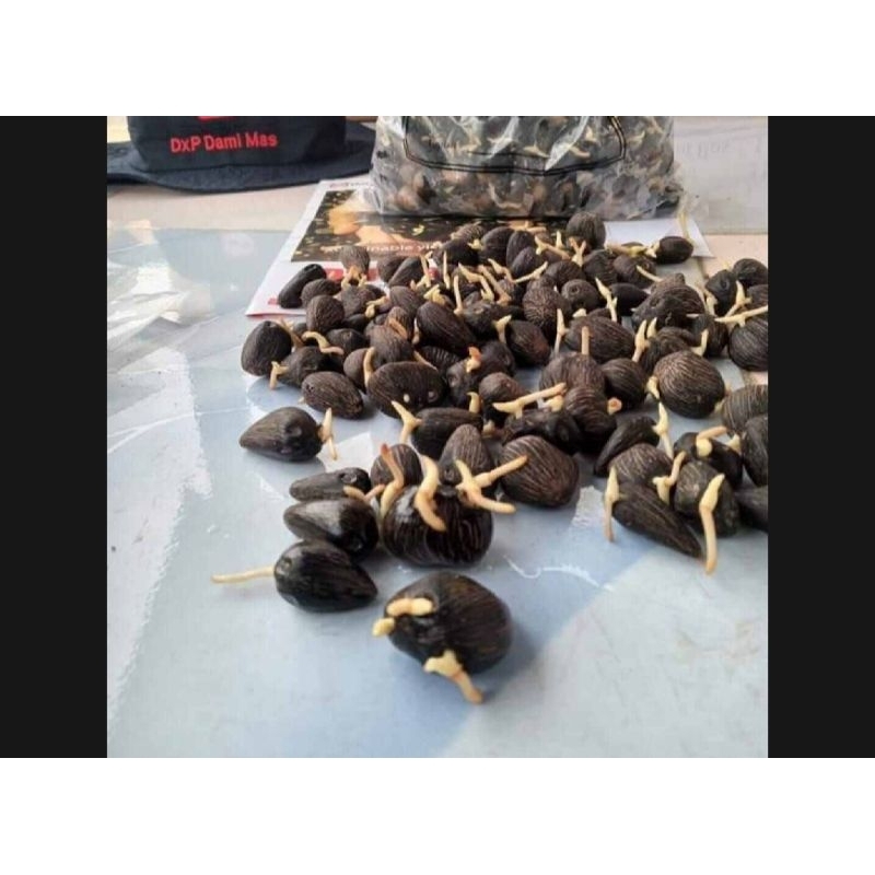 50 butir benih sawit GOLDEN TENERA berkualitas