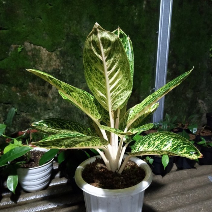 Aglonema Widuri Bibit Bonggol