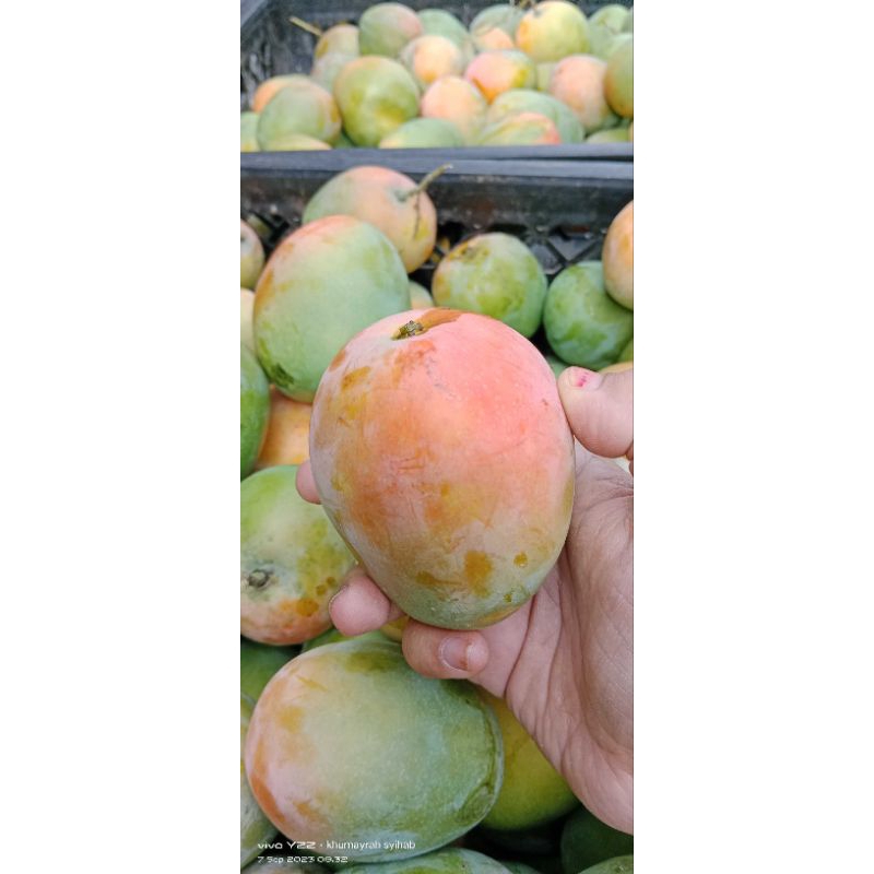 

MANGGA GEDONG KHAS INDRAMAYU 1KG