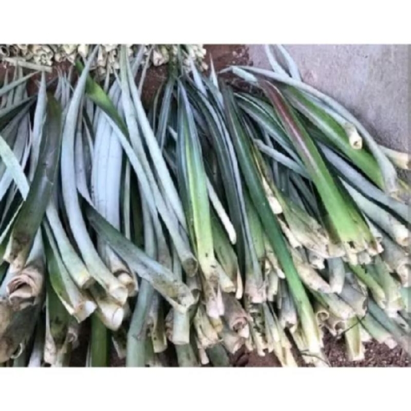 

DAUN NANAS SEGAR FRESH 100GRAM