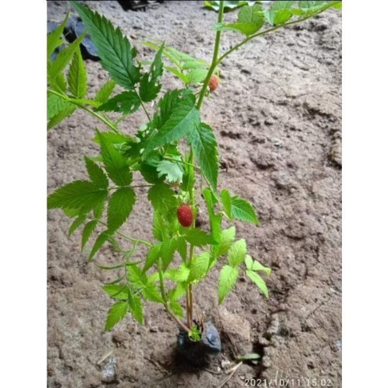 BIBIT TANAMAN ARBEI BUAH ARBEI HUTAN SIAP TANAM