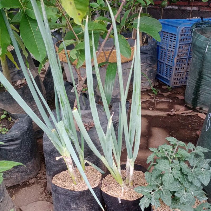 bibit daun bawang atau prei