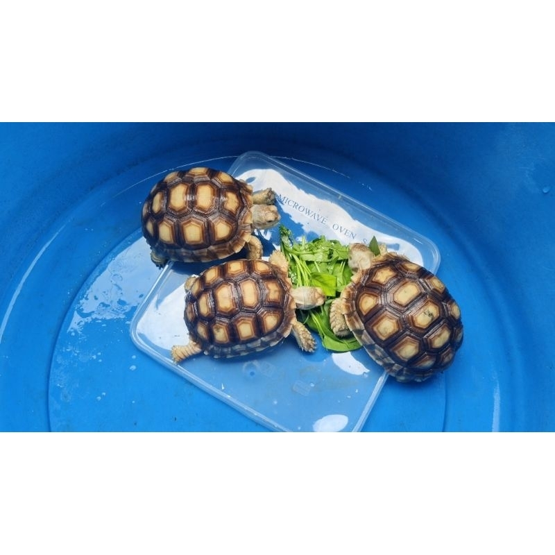 makanan kura kura sulcata