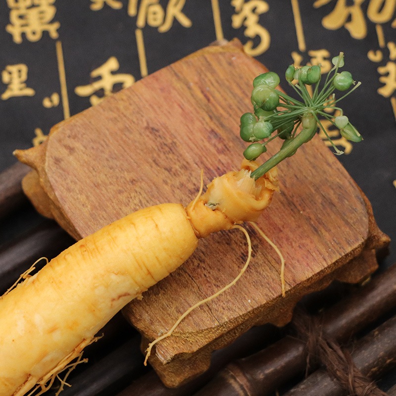 Akar Ginseng Asli / Ginseng Herbal / Panax