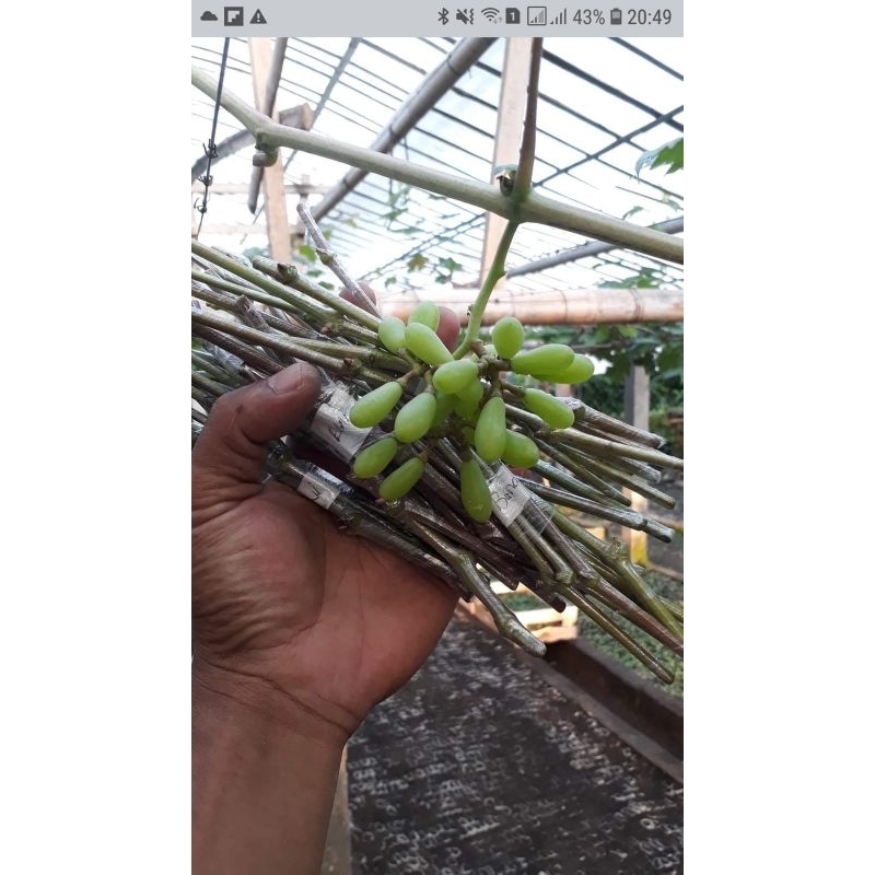 entres anggur import valid