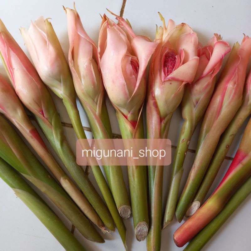 

bunga kecombrang 1 kg bunga honje kincung onje segar fresh herbal organik