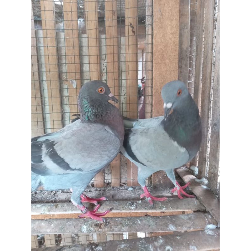 Merpati Sepasang