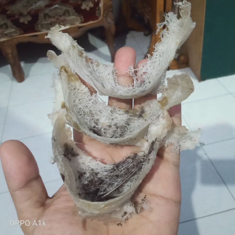 

3 buah Sarang walet