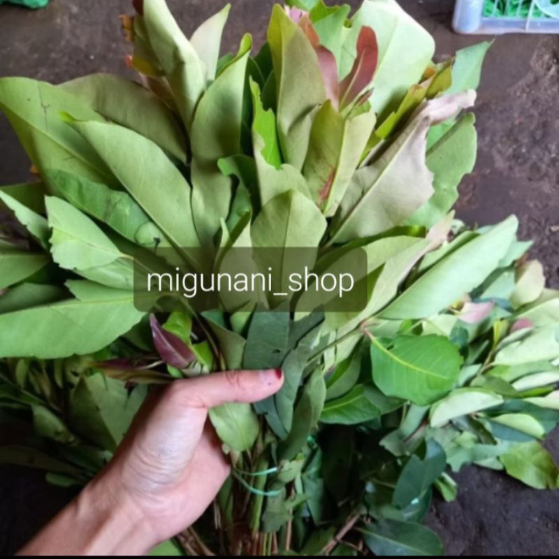 

Daun salam bumbu masak 1 ikat Rp.5000 jamu herbal organik segar