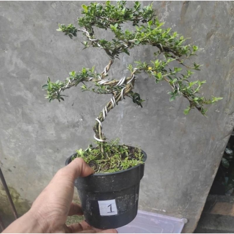 Pohon bonsai mirten hingkip