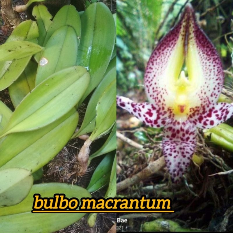 tanaman hias Orchid bulbophyllum macranthum