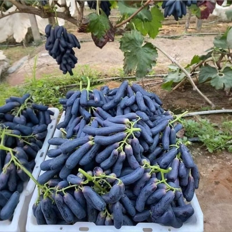 

ANGGUR BLACK SAPHIRE/ JARI 1kg