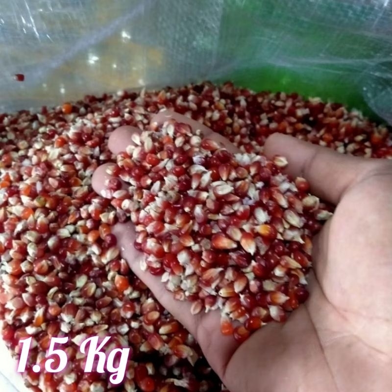jagung kristal merah cililin 1.5 Kg