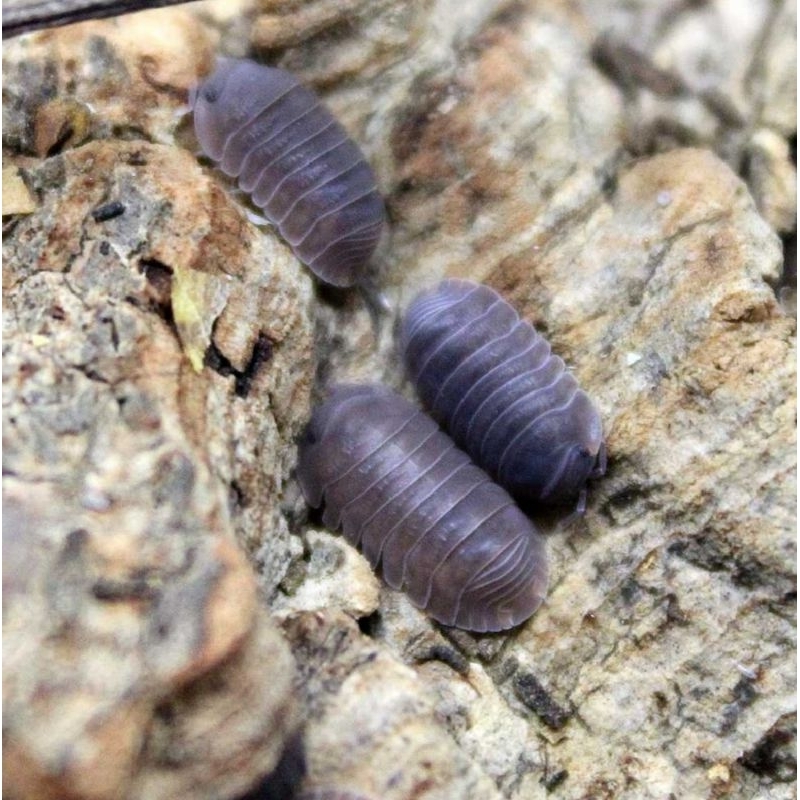 Isopod cubaris sp. penguin (bonus blue powder 3 ekor)