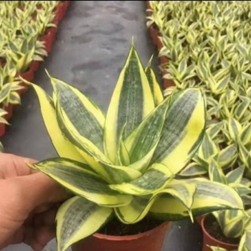 Tanaman hias sensivera golden hahni-tanaman hias sensivera golden