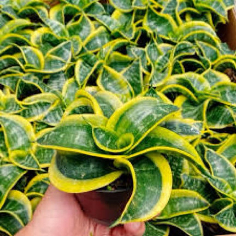 tanaman hias sensivera twister-tanaman hias sensivera twister tsunami