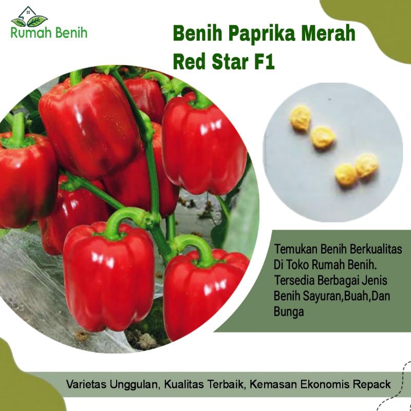 Benih Paprika Merah Red Star F1 / Bibit Benih Paprika Merah / Biji Benih Paprika / Benih Sayuran / B