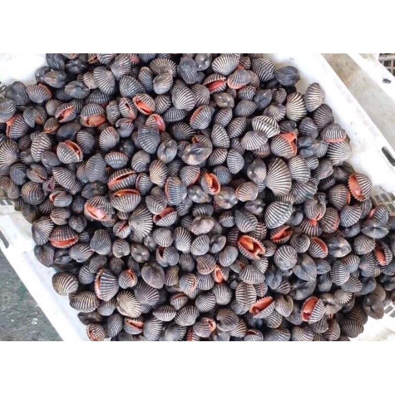 

Kerang Dara Utuh / Kerang Dara Segar Fresh Frozen 1Kg BERGARANSI