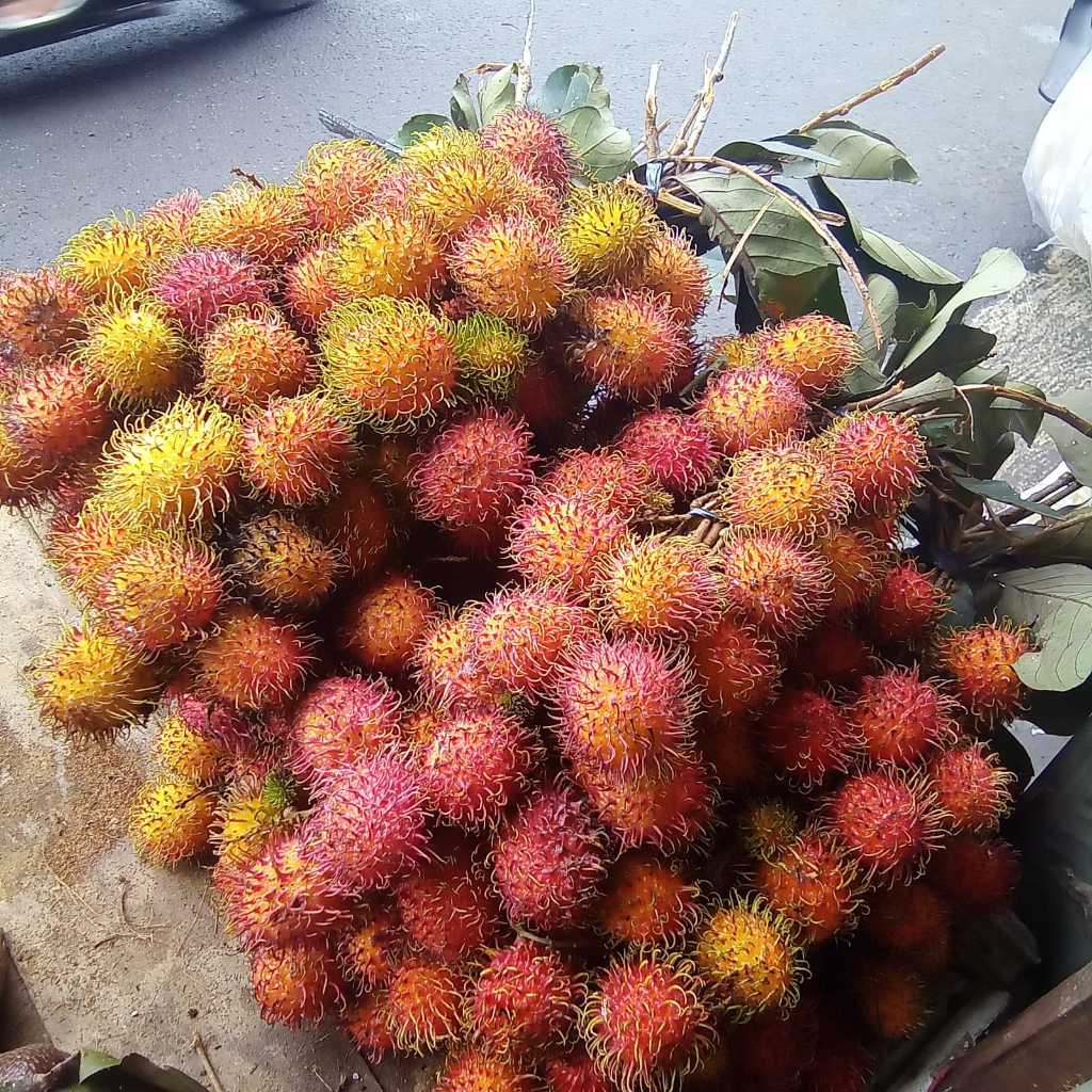 

rambutan ace manis seger
