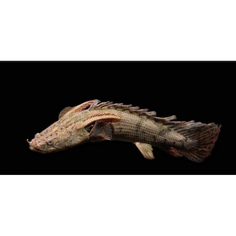 pelengkap aquarium palmas ENDLICHERI 10-15cm