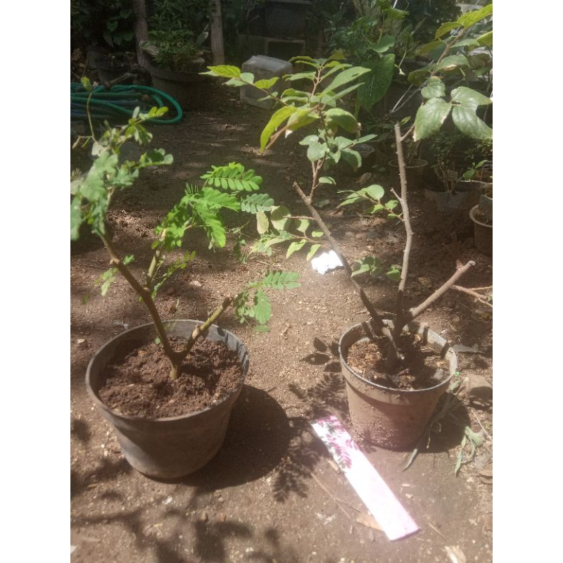 Paket 2 Bahan Bonsai phusu bulu taiwan dan rain tree brazilian