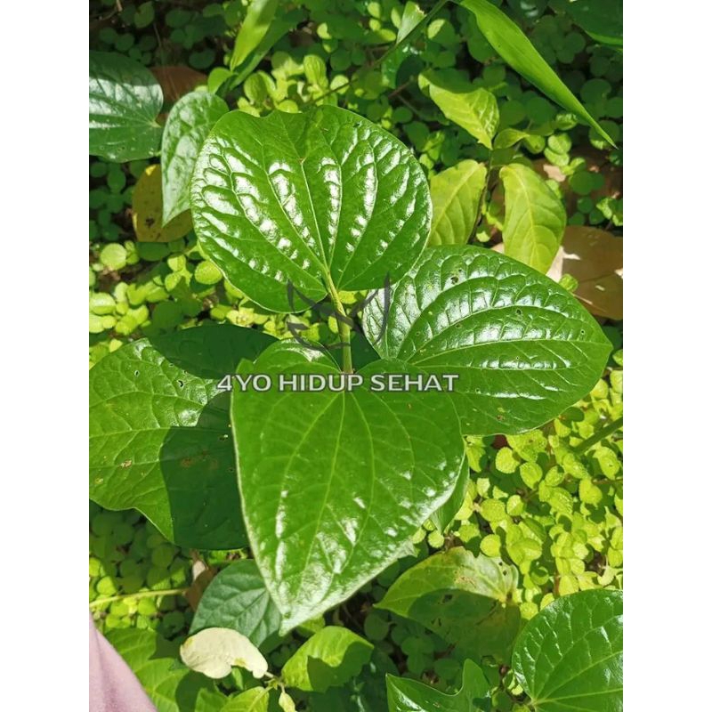 

100 lembar daun karuk empon segar freshh