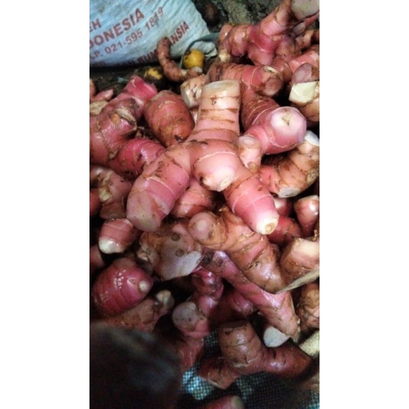 

lengkoas lilin lengkoas muda tidak keras masih fresh promo murah