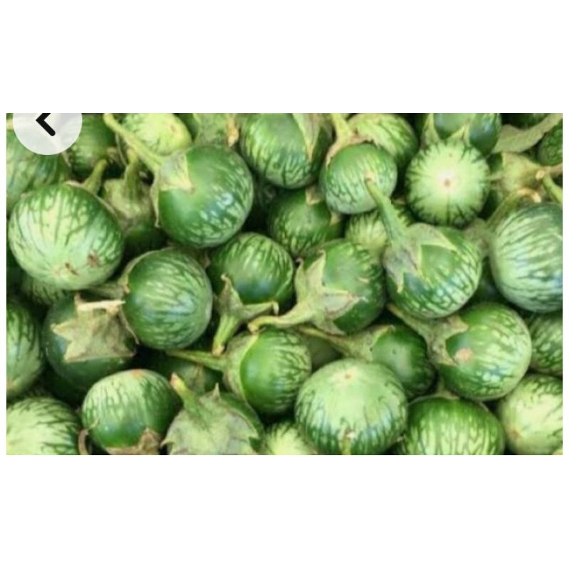 

Terong lalab hijau murahh Fress 1KG