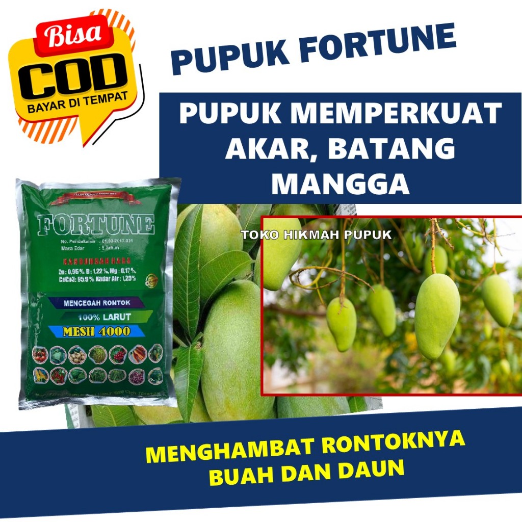 Paling Laris Pupuk FORTUNE Memperbanyak Buah Mangga Paling Bagus - Obat Organik untuk Tanaman Mangga