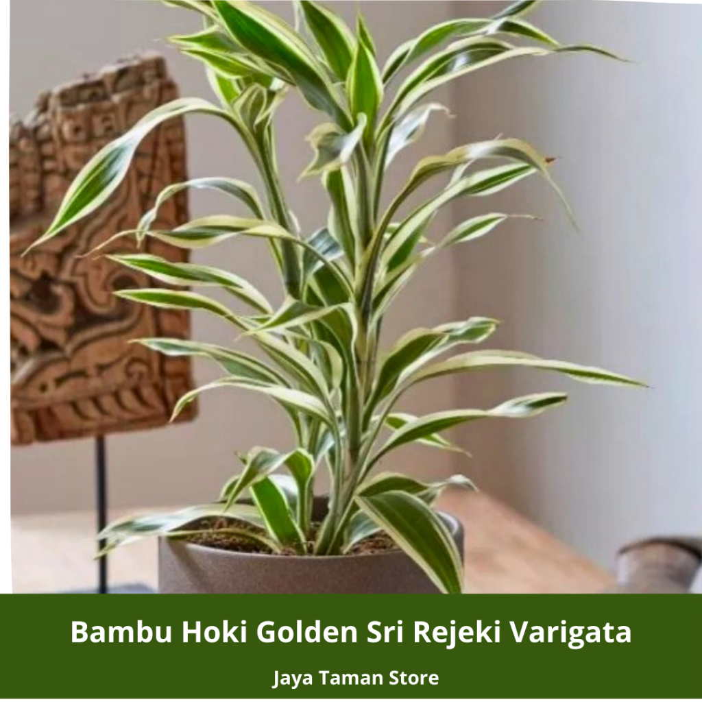 Promo COD Tanaman Hias Bambu Hoki Golden Sri Rejeki Varigata - Pohon Keberuntungan Sri Rejeki