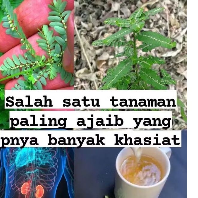 

Daun meniran 500 grm kering